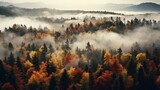 Fototapeta Natura - Top view of coniferous forest in autumn at sunset with fog, sunset, God Rays, autumn, drone view