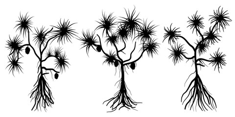 Pandanus odorifer or commonly named screw pine black silhouette collection