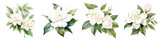 Gardenia Botanical View On A Clean White Background Soft Watercolour Transparent Background