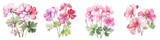 Fototapeta  - Geranium Botanical View On A Clean White Background Soft Watercolour Transparent Background