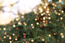 Christmas Background - Christmas Tree With Golden Bokeh Lights