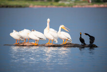 American White Pelicans And Black Cormorants Resting On Floating Log In Colorado, USA