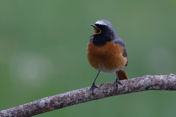 Wall Mural - Male Common Redstart (Phoenicurus phoenicurus) singing on a branch