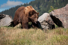 Grizzly Bear Closeup Wandering Over Rocky Hill In Montana, USA