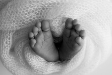 The Tiny Foot Of A Newborn Baby. Soft Feet Of A New Born In A Wool Blanket. Close Up Of Toes, Heels And Feet Of A Newborn. Macro Photography. Black And White