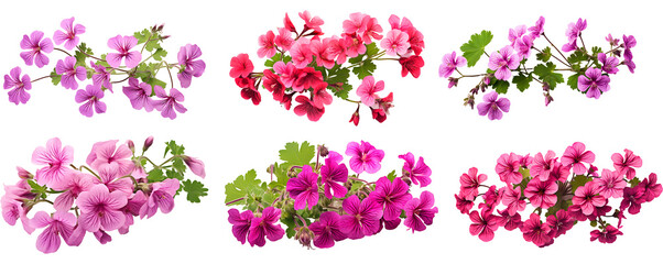 Geranium phaeum flowers set isolated on transparent background