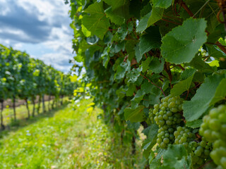 Wall Mural - green vineyards rows