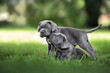two grey cane corso puppies playing together outdoors on grass