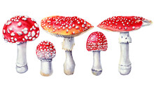 Watercolor Fly Agaric Illustration, Fly Agaric Hand Painted For Design And Invitations. Mushroom Watercolor Set