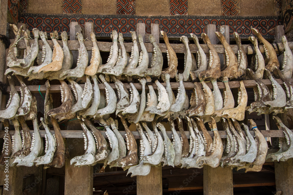 The bones of a buffalo are displayed in a local family's house in Tana ...