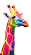 Colorful giraffe head and neck. Colors of the rainbow. Transparent background.