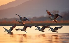 Wild Geese Flying In V-formation Over The Lake, Autumn Sunset And Landscape, Goose As Symbol For Traveling South And  Season Changing
