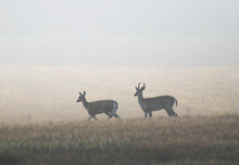 White Tailed Deer Stands In A Foggy Field, Finland