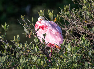 Wall Mural - Roseate Spoonbill