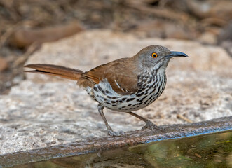 Wall Mural - long-billed thrasher