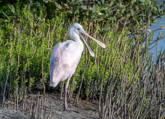 Wall Mural - Roseate Spoonbill