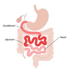 Poster - Tiny intestine poster