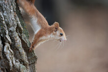 Fluffy Squirrel Climbing On Tree Trunk