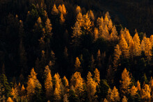 Coniferous Forest In Autumn Day