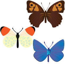 Collection Of Three Common Butterflies