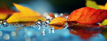Autumn Yellow Orange Leaves On Branch With Morning Dew Water Drops On Front Blue Sky 