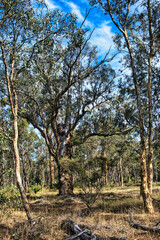 Wall Mural - Old wandoo eucalyptus (white gum) in a wandoo forest, a critically endangered  ecological community, in the Cranbrook Shire in the Western Australian wheatbelt
