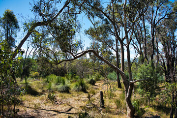 Wall Mural - Forest with low eucalyptus trees and grass trees in the Frankland River region, Western Australia
