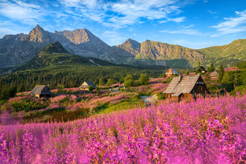 Wall Mural - beautiful summer morning in the mountains - hala gasienicowa in poland - tatras