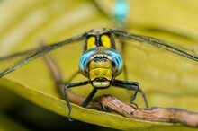 Portrait Of A Dragonfly With Big Eyes.