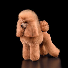 Wall Mural - Beautiful apricot toy poodle