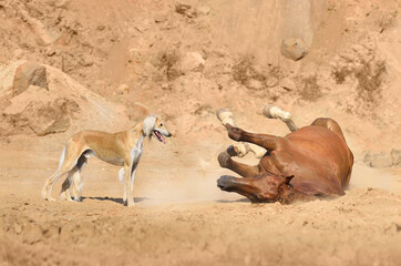 Playing dog and horse