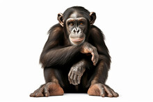 Potrait Of Funny Chimpanzee In White Background