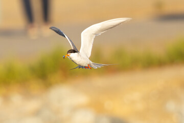 Sticker - Forster's tern flying with a fish in its beak, seen in a North California marsh