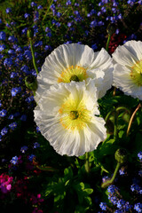 Wall Mural - Beautiful white poppy flowers, close-up