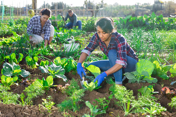 Female supervising growth of cabbage plants in garden