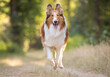 Collie dog running outside in a park in summer