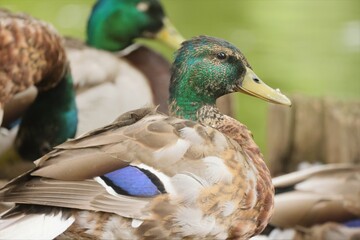 Wall Mural - Close up side view of a wild duck with blurred background