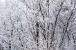 Winter Snow Storm in the woods snow covered trees and bushes