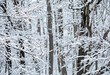 Winter Snow Storm in the woods snow covered trees and bushes