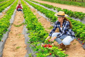 Wall Mural - Young female farmer with team of workers gathering crop of ripe strawberries on farm field in summer. Harvest time