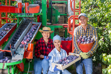portrait of group of successful smiling farm workers posing with harvest of plums near professional 
