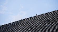 Pigeons On The Roof Of The House. Selective Focus.