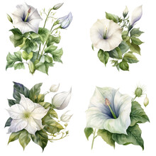 Set Of Watercolor Moonflower Illustration On Transparent Background. Ipomoea Alba Flower In Bloom.