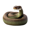 A brown and green snake on a white background