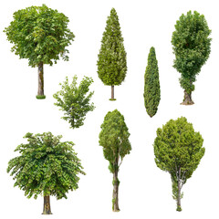 Wall Mural - set of deciduous trees isolated on transparent background. cut out green tree. high quality clipping