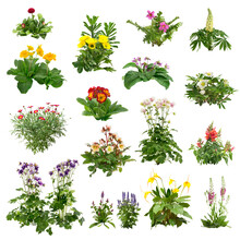 Set Of Flowers Isolated On Transparent Background. Cutout Plants For Garden Design Or Landscaping. High Quality Clipping Mask For Professionnal Composition. Flower Bed.