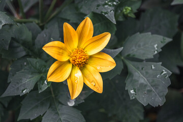 Wall Mural - Beautiful yellow dahlia flower close-up on a natural green background. Yellow dahlia flower on a blurry background. The yellow flower of a large dahlia. Selective focus.