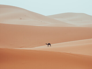 Wall Mural - Minimalistic dromedary, camel, walking through Sahara Desert Merzouga, Morocco