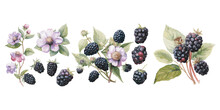 Watercolor Blackberry Clipart For Graphic Resources
