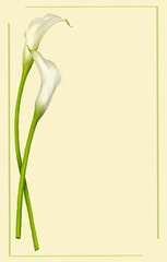 Calla flowers, background, text, postcard, illustration, botanical illustration, flowers, white flowers, invitation, colored background, floral background, watercolor, two flow 